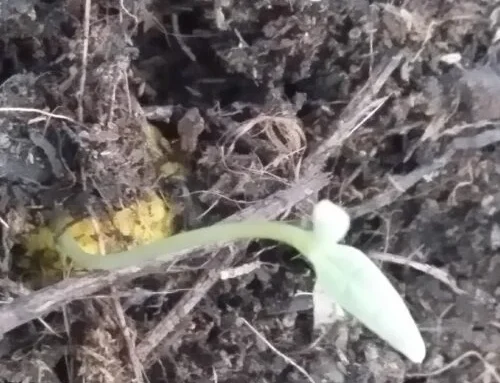 PIANTA1