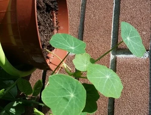 PIANTA2