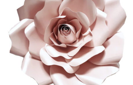 rosaperlata