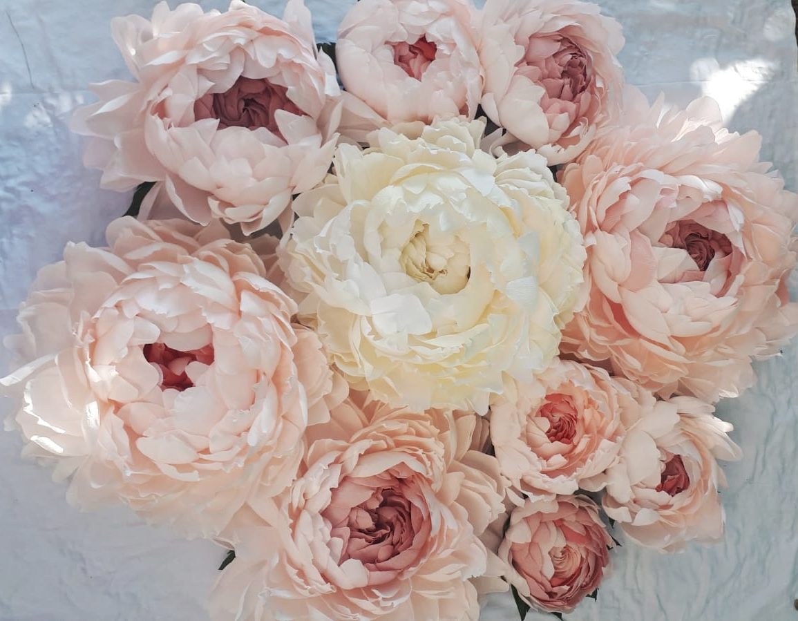 dettaglio petali carta