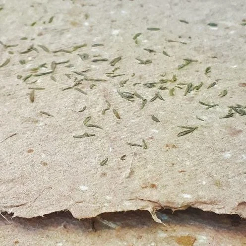 cartaofficinale