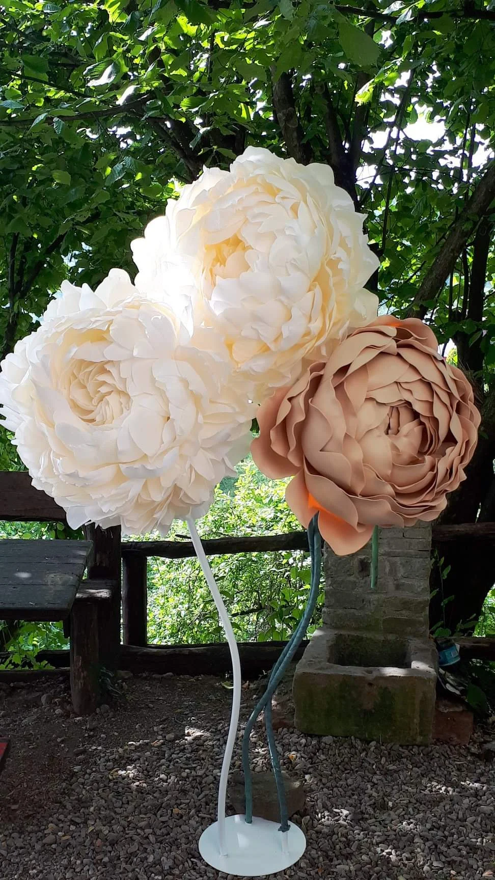PEONIE GIGANTI