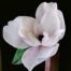 magnolia in carta crespa