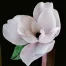magnolia in carta crespa