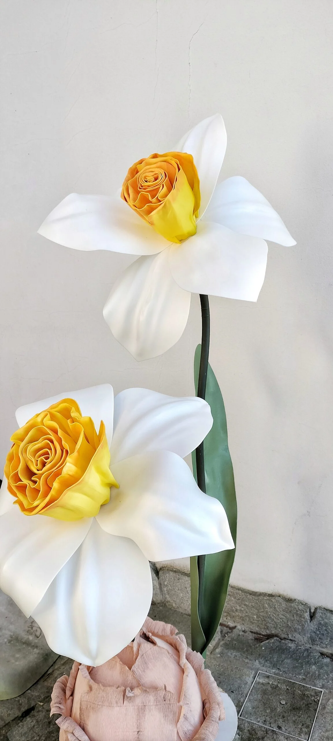 Narciso Gigante Noleggio