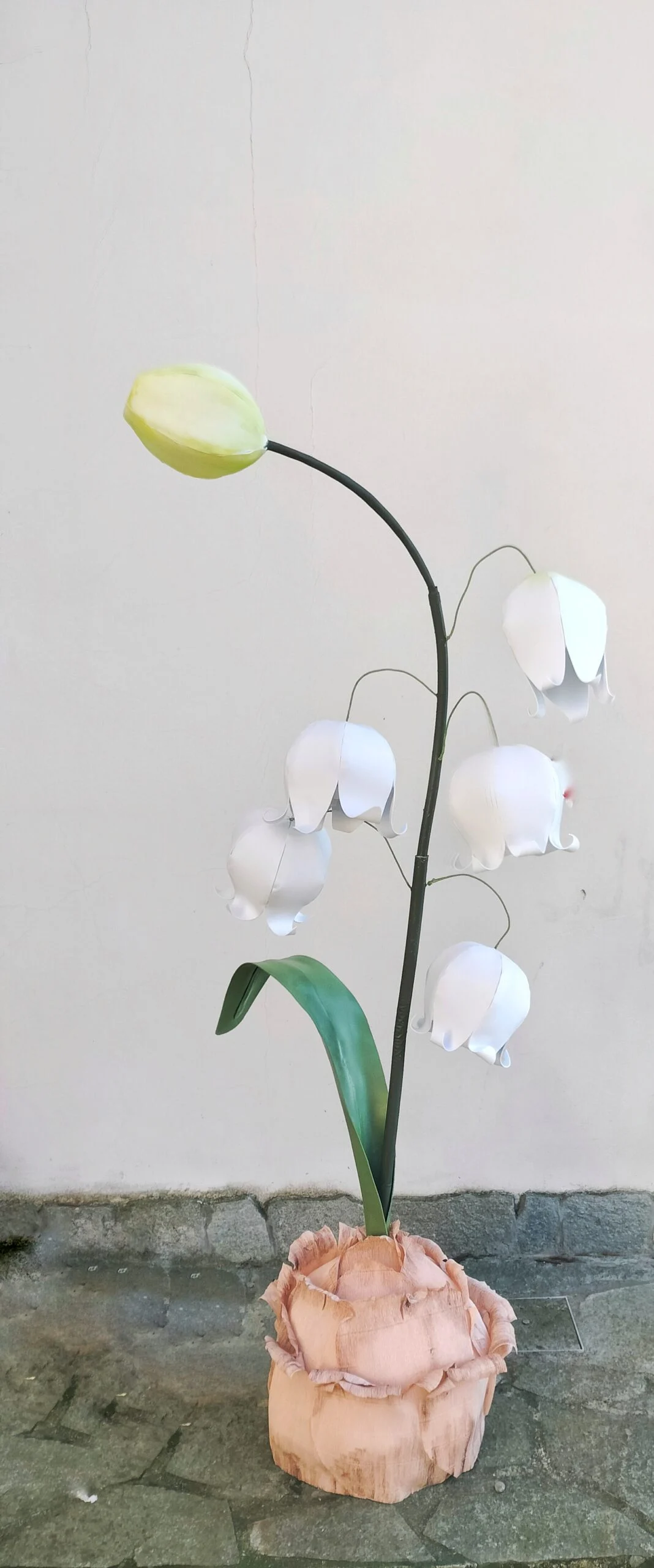 Mughetto Gigante Noleggio