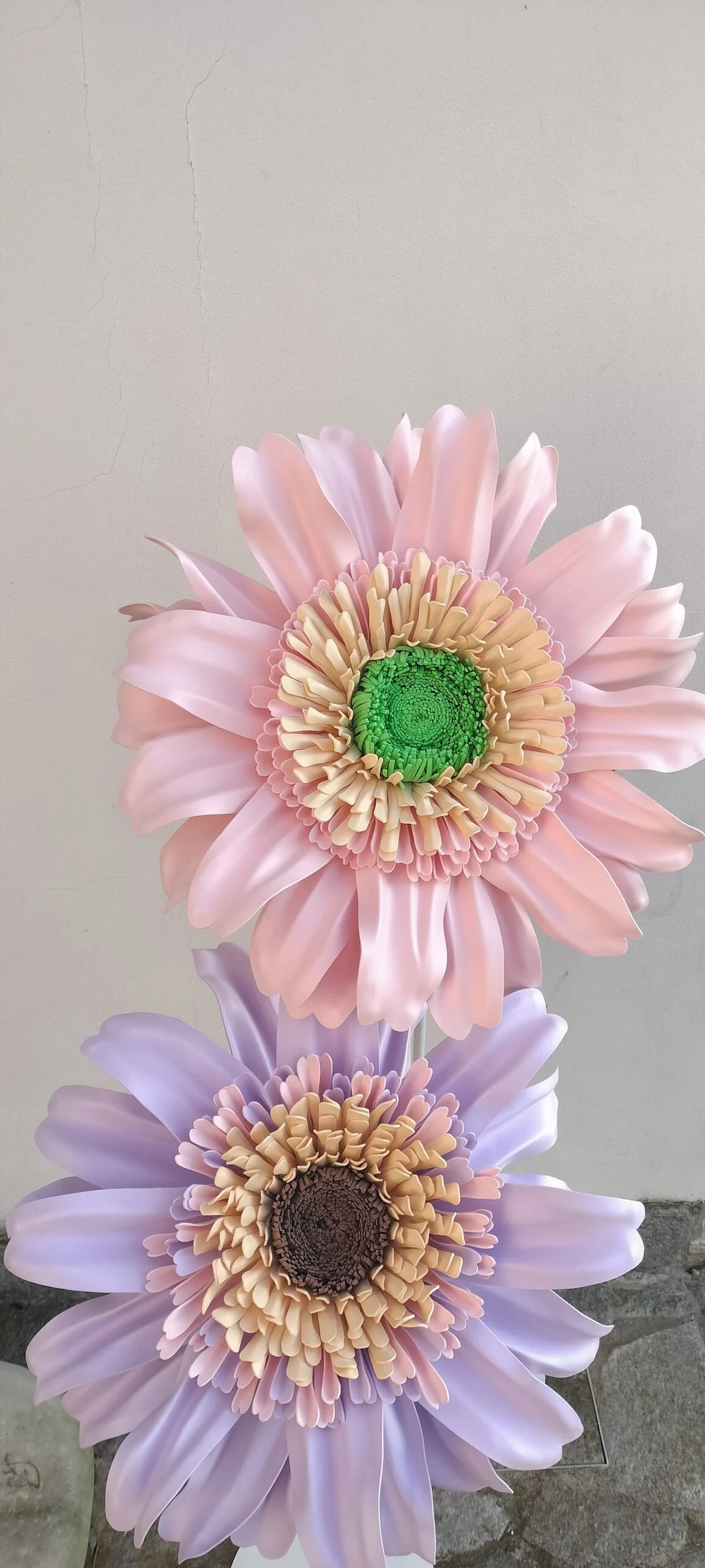 Gerbera Gigante Noleggio