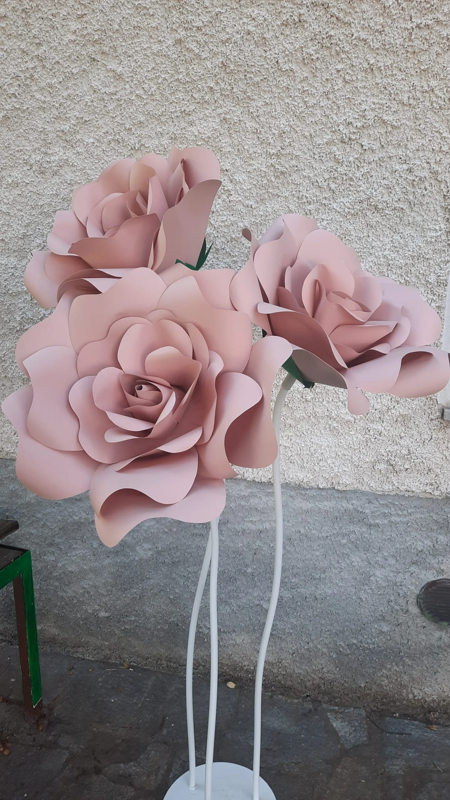 Rosa Gigante Noleggio