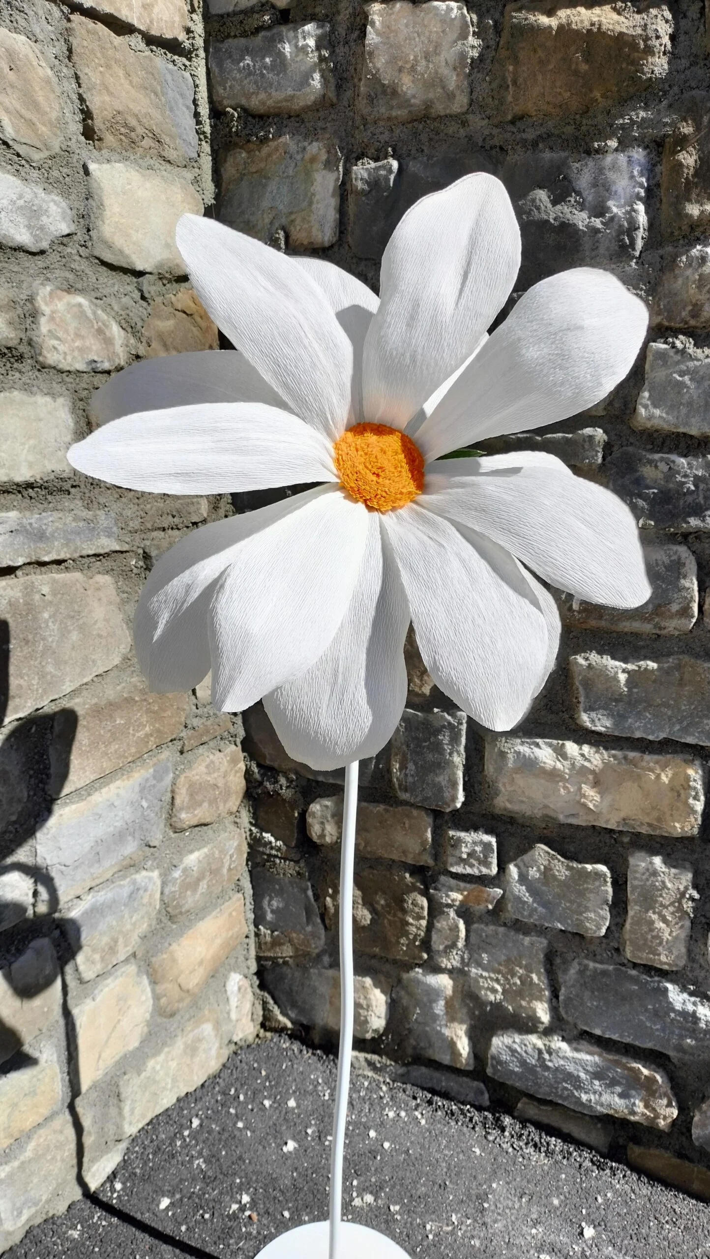 Margherita Gigante Noleggio