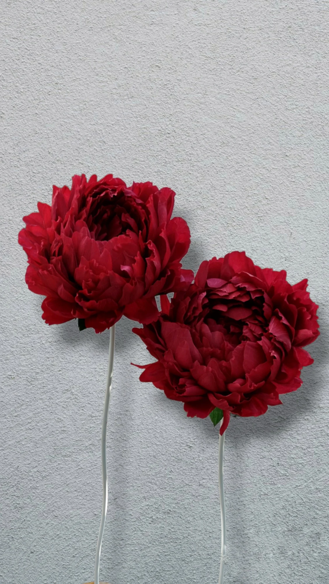 PEONIE GIGANTI SU STELO