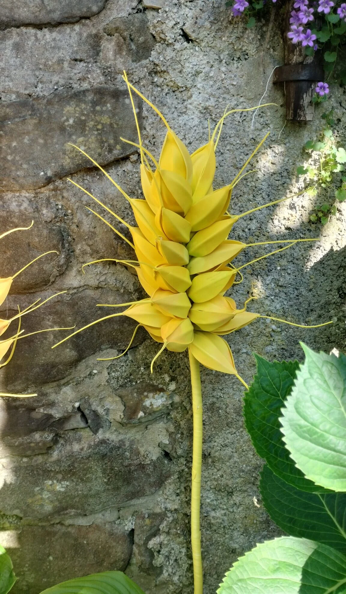 Spiga di Grano Noleggio