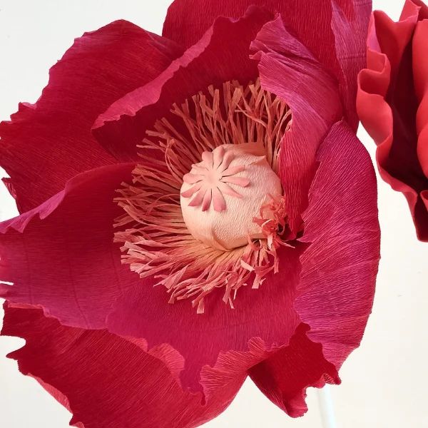 Papavero Gigante Noleggio