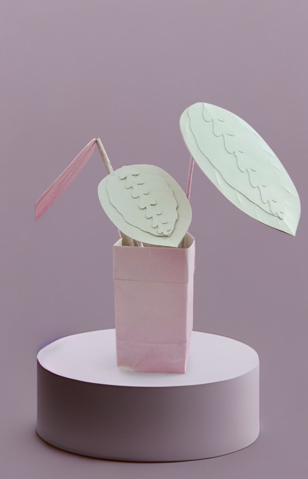 Maranta in carta