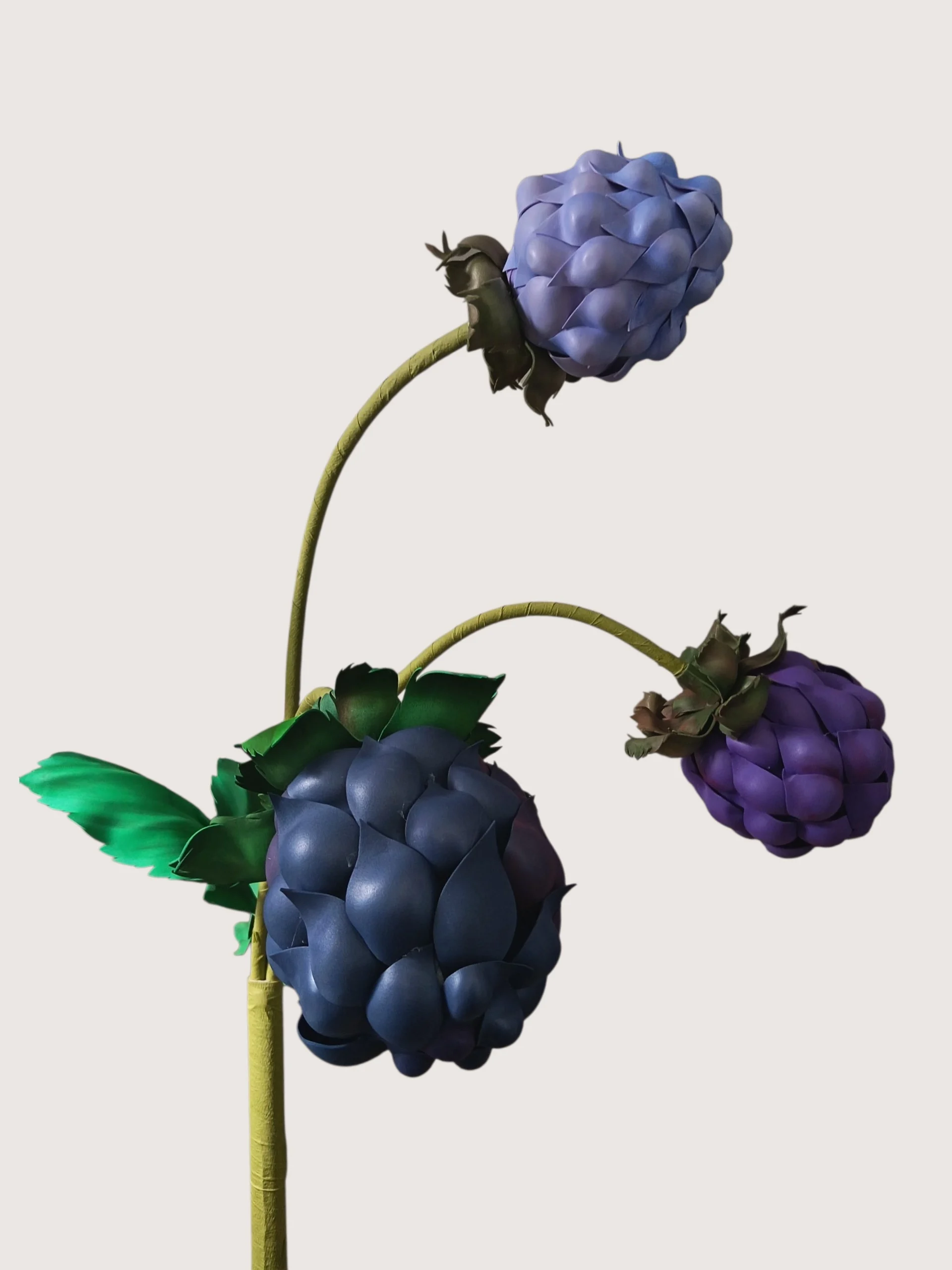 Mora gigante| Elementi botanici per vetrine e allestimenti